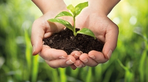 Plant in the hands as a symbol of sustainability